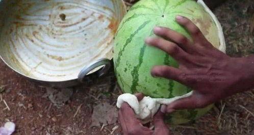 成县的吃瓜网红都有谁啊