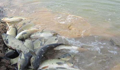 草鱼吃瓜网,揭秘网络世界的趣味与真相