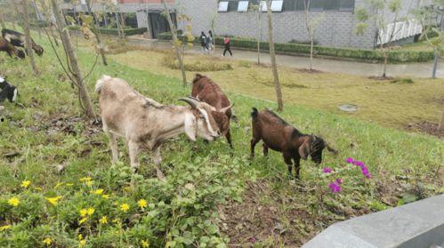 暗黑吃瓜官网入口三只羊,暗黑吃瓜官网入口揭秘