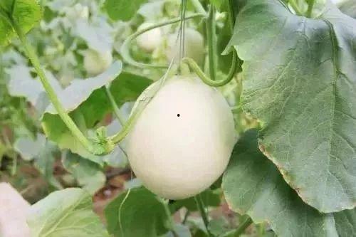 乐清网红吃瓜事件