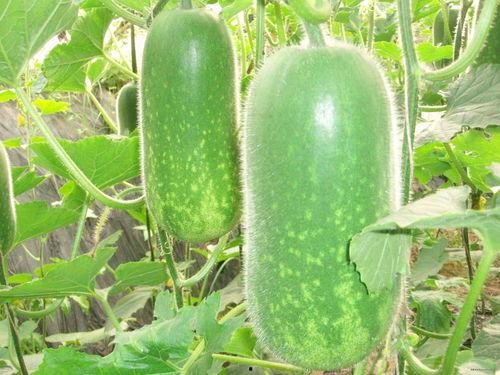 大瓜网红吃瓜图片大全,网红吃瓜图片大全，揭秘娱乐圈幕后真相