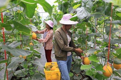 哪里的网红吃瓜,揭秘娱乐圈幕后真相