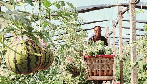 韩城黄河滩吃瓜某网红,揭秘黄河滩西瓜的独特魅力