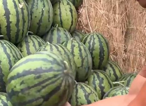 国网吃瓜,揭秘电力巨头背后的吃瓜故事