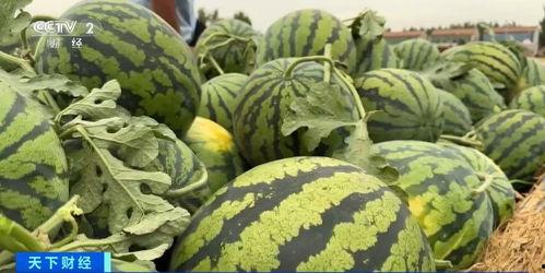 国网吃瓜,揭秘电力巨头背后的吃瓜故事