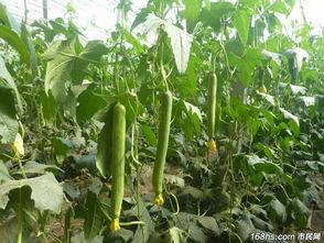 吃瓜的好处人民网,揭秘吃瓜的好处与乐趣