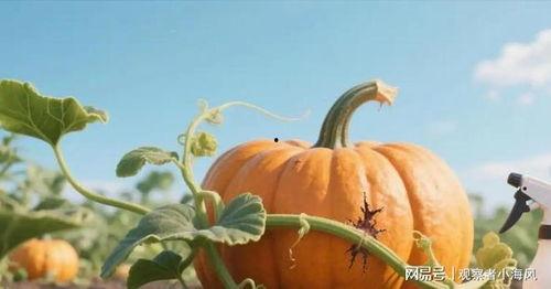 吃瓜网永不,吃瓜网永不的秘密大公开