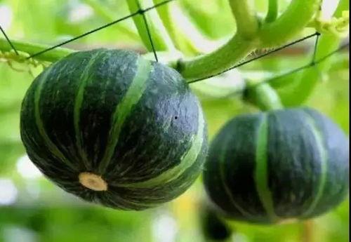 专门吃网红瓜的群叫什么,揭秘那些让人欲罢不能的幕后故事