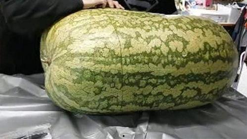 吃瓜网260斤,揭秘吃瓜网上的惊人身材故事