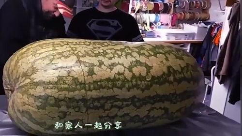 吃瓜网260斤,揭秘吃瓜网上的惊人身材故事