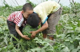 温县网红吃瓜事件