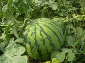 温州网红吃瓜事件,揭秘网络舆论的风暴与真相