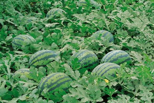 金昌网红吃瓜群微信,揭秘微信朋友圈里的热门话题与幕后故事