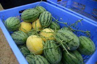 金昌网红吃瓜群微信,揭秘微信朋友圈里的热门话题与幕后故事