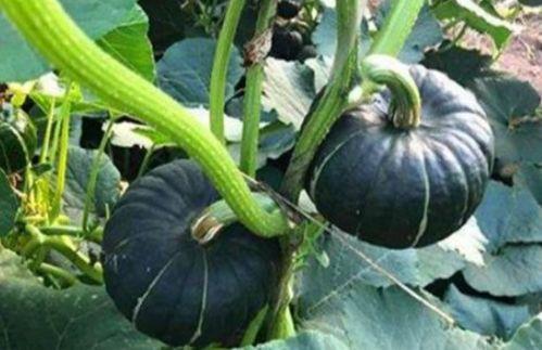 北美网红吃瓜事件真相是真的吗,真相揭秘，是真是假？