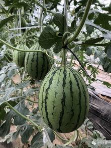 吃瓜八卦网红叫什么来着,揭秘网红“吃瓜八卦”背后的故事