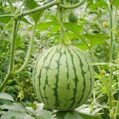 湖州吃瓜事件网红,网红争议背后的网络狂欢与反思