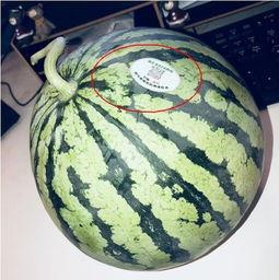 网红吃瓜网,揭秘娱乐圈幕后真相，带你领略明星生活百态