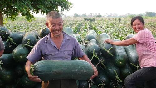 句容吃瓜大赛官网入口,一网打尽夏日狂欢盛宴”