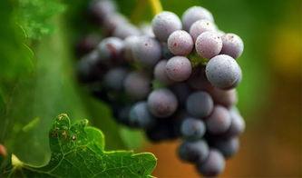 网红吃瓜葡萄是真的吗视频,是真是假一探究竟