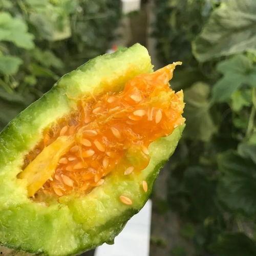 吃瓜网红图片头像大全,趣味横生的表情包盛宴