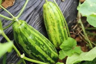 网红在线吃瓜的意义,网红吃瓜背后的社交狂欢与文化现象解析