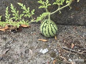 网红吃瓜去哪里,揭秘热门事件聚集地