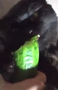 黑猫网吃瓜,揭秘娱乐圈幕后真相