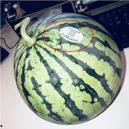 各种网红吃瓜视频网站,揭秘各大视频网站热门事件盘点