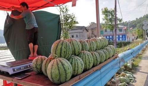 浚县网红吃瓜事件,一场网络舆论的风暴与反思