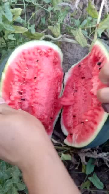 吃瓜大爆炸网,揭秘娱乐圈最新热点，带你领略明星幕后故事