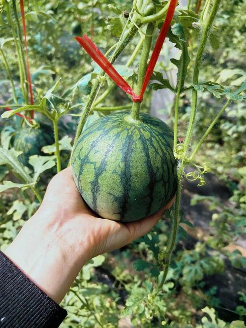 王大炮吃瓜网,揭秘娱乐圈幕后故事，带你领略明星真实生活