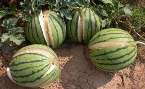 宜丰网红吃瓜事件真相,揭秘背后真相与反思