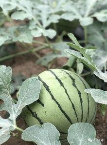 网红吃瓜网站最快,娱乐圈最新猛料大曝光！