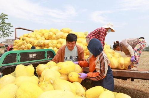 安徽网红吃瓜事件视频