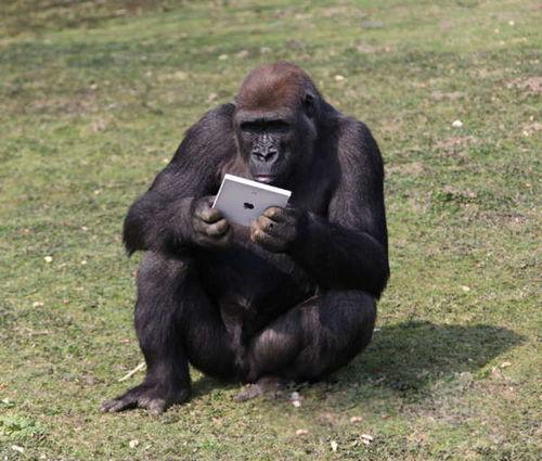 网红吃瓜大猩猩视频大全,搞笑瞬间尽收眼底