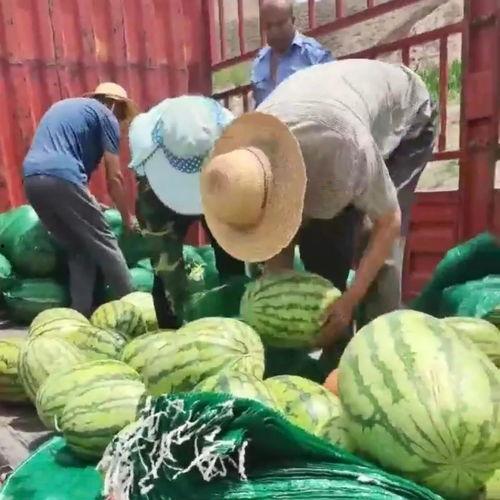 朝阳热心市民吃瓜网,揭秘都市生活百态，共享社区欢乐时光