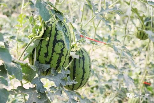 网红怎么快速吃瓜,揭秘网络热点背后的真相