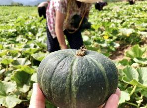 康县网红吃瓜视频爆料曝光,一场网络爆料的背后真相