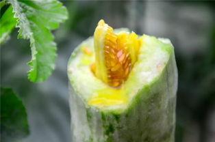 网红小希吃瓜,网红小希带你吃遍娱乐圈大瓜