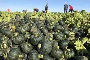 吃瓜地址网真的假的,真假难辨，真相大白！